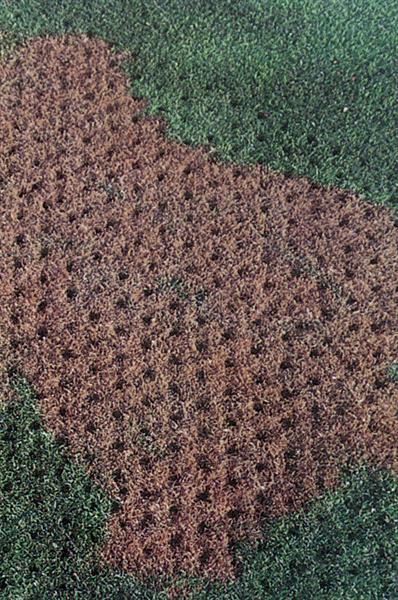 Miltona Spot Over-Seeder-Spiker - Image 2