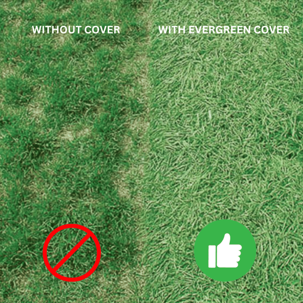 Evergreen Turf Cover