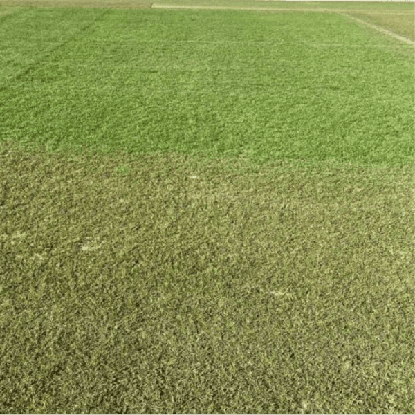 Evergreen Turf Cover