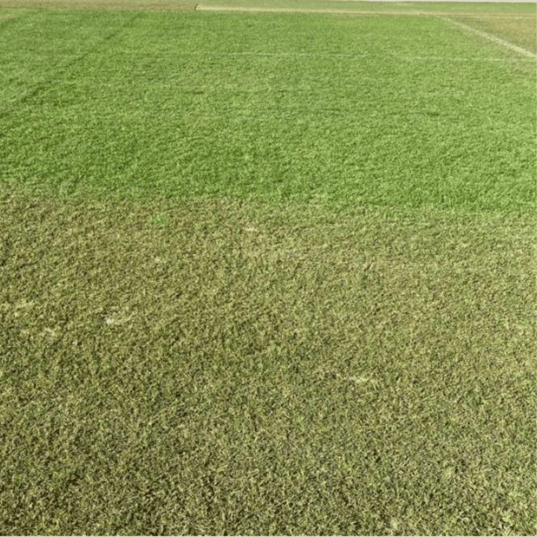 Evergreen Turf Cover