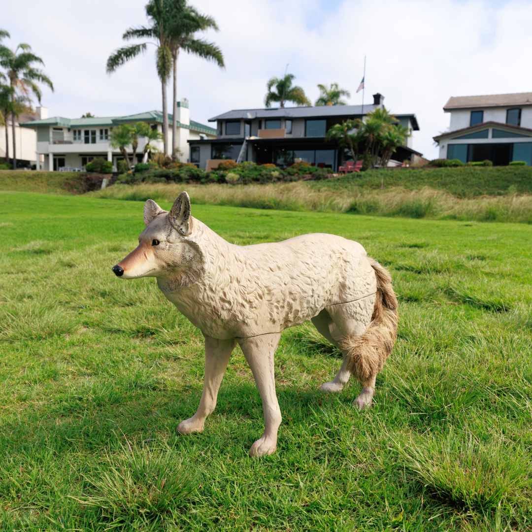 Master Series™ Lone Howler Coyote Decoy - Lifestyle 2