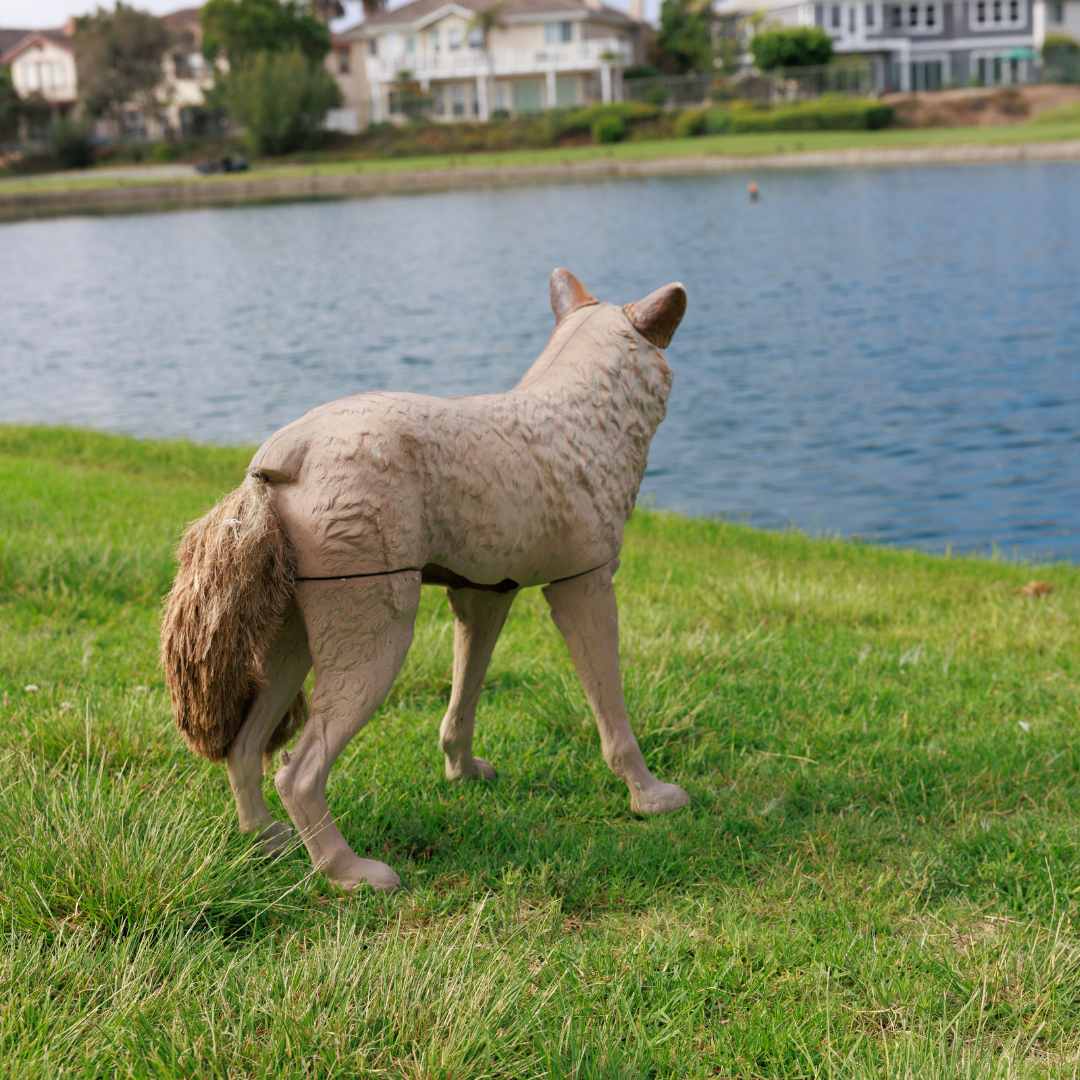 Master Series™ Lone Howler Coyote Decoy - Lifestyle 3